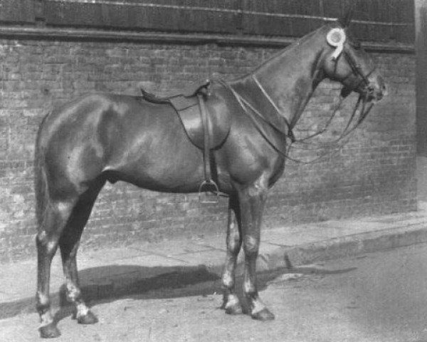 Pferd Everton Cupid (British Riding Pony, 1930, von Malice xx)
