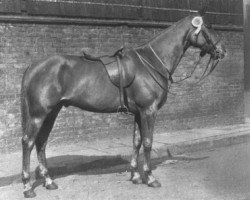 Pferd Everton Cupid (British Riding Pony, 1930, von Malice xx)