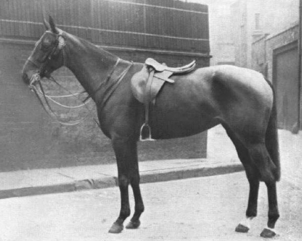 horse Maliryn (British Riding Pony, 1931, from Malice xx)