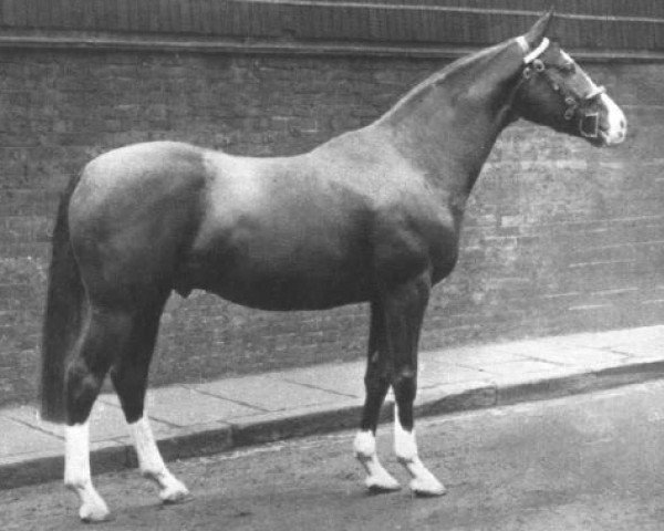 stallion Silverdale Tarragon xx (Thoroughbred, 1930, from Tabarin xx)