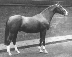 stallion Silverdale Tarragon xx (Thoroughbred, 1930, from Tabarin xx)