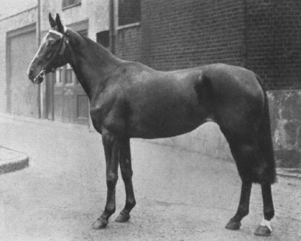 Pferd Silverdale Nessie (British Riding Pony, 1933, von Silverdale Cheerio)