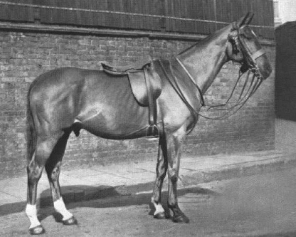 horse Silverdale Talisman (British Riding Pony, 1928, from Tabarin xx)