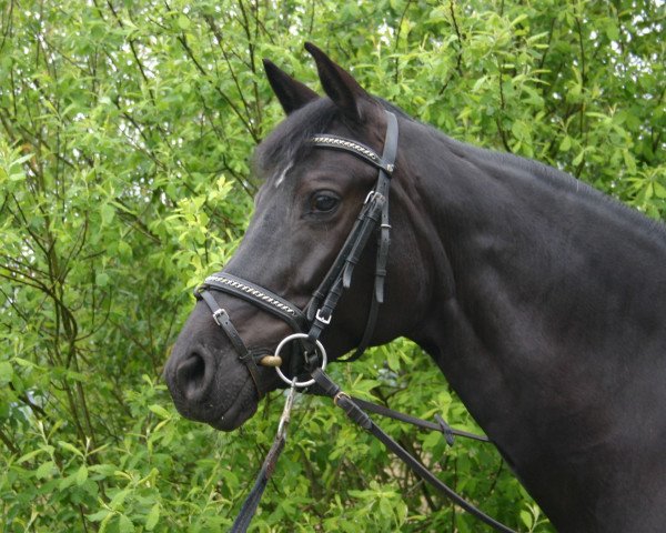 dressage horse Peppina 22 (Bavarian, 2006, from Unee BB)