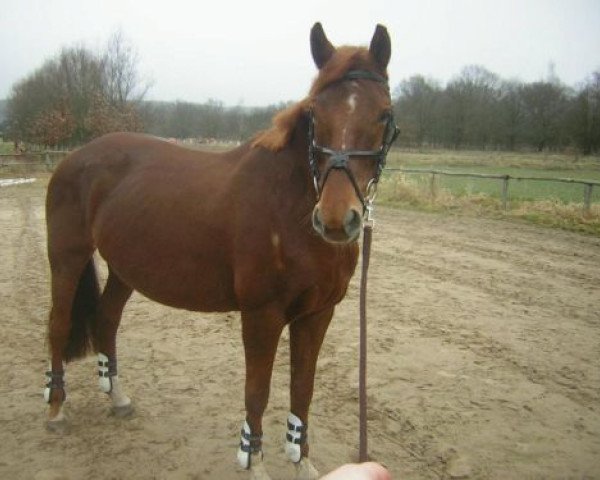 broodmare Lady's First (Hanoverian, 1995, from Le Beau)