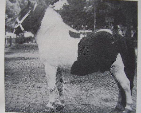 Deckhengst Arnaud van Wisch (Shetland Pony, 1944, von Bob Walker)