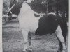 Deckhengst Arnaud van Wisch (Shetland Pony, 1944, von Bob Walker)
