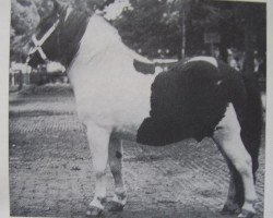 stallion Arnaud van Wisch (Shetland Pony, 1944, from Bob Walker)