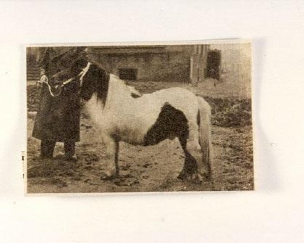 stallion Carnaval (Shetland Pony, 1946, from Tipje)