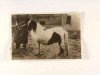 Deckhengst Carnaval (Shetland Pony, 1946, von Tipje)