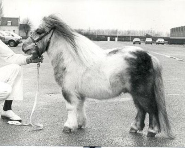 Deckhengst Ronneke van de Papenhoeve (Shetland Pony, 1980, von Martje v.d. Bredeweg)