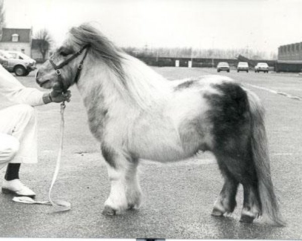 stallion Ronneke van de Papenhoeve (Shetland Pony, 1980, from Martje v.d. Bredeweg)