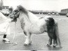 stallion Ronneke van de Papenhoeve (Shetland Pony, 1980, from Martje v.d. Bredeweg)