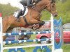 jumper Celebration 28 (German Sport Horse, 2005, from Cassandro I)