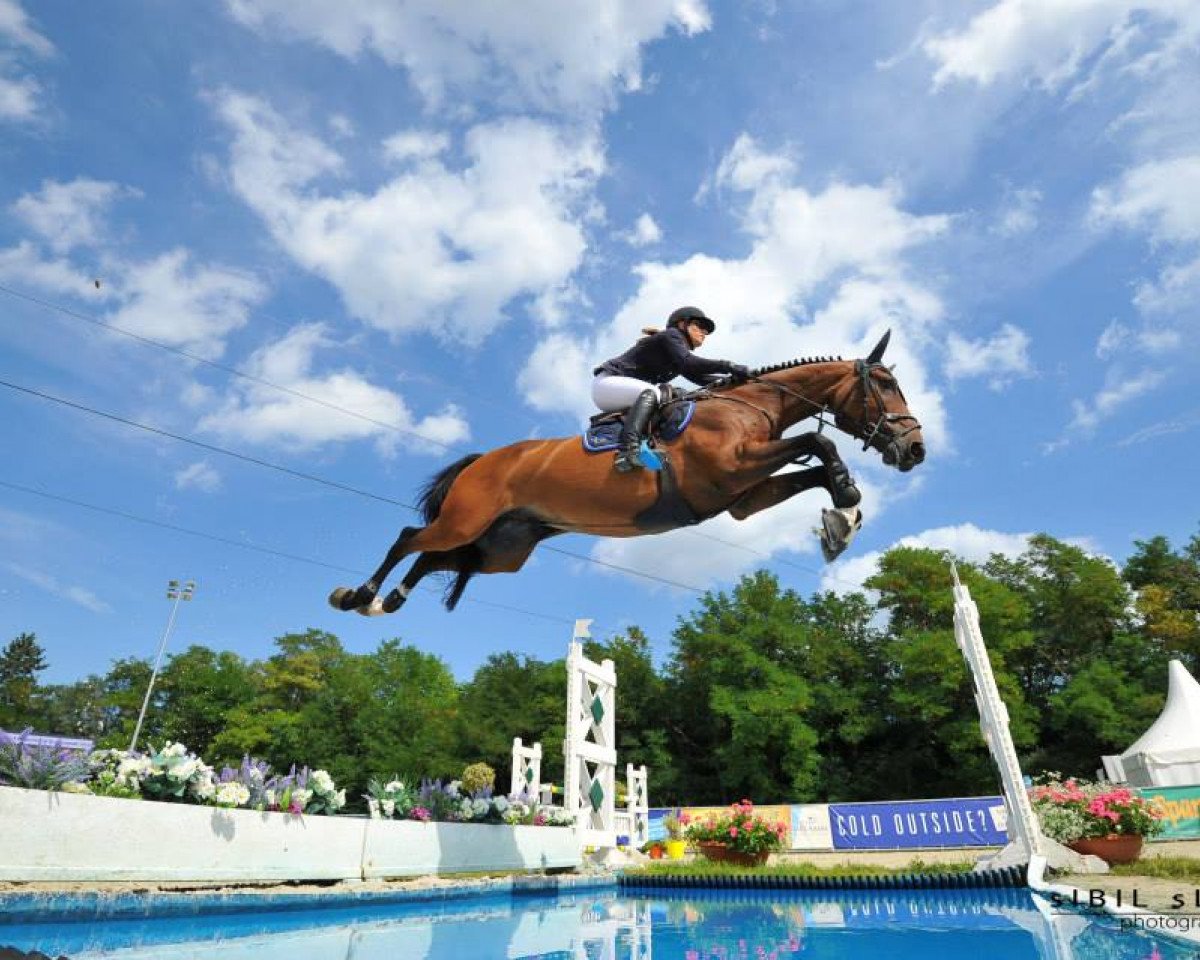 jumper Bitango (Oldenburg, 2006, from Balou du Rouet)