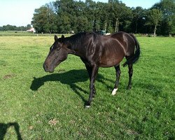 broodmare Die Walda (Hanoverian, 1994, from Diego xx)