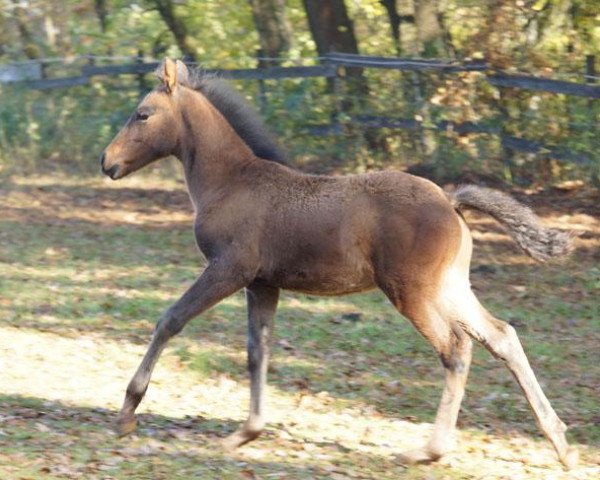 horse Thiemo (Pura Raza Espanola (PRE), 2014, from Faeton VIII)