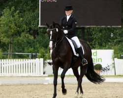 dressage horse Gracie 36 (Oldenburg, 2006, from Samarant)