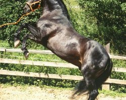 stallion Mexicano II (Pura Raza Espanola (PRE), 1990, from Acerado)