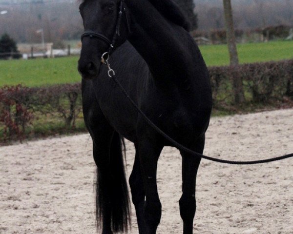 Deckhengst Hovan (Koninklijk Warmbloed Paardenstamboek Nederland (KWPN), 2012, von Glock's Johnson Tn)