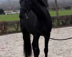 Deckhengst Hovan (KWPN (Niederländisches Warmblut), 2012, von Glock's Johnson Tn)