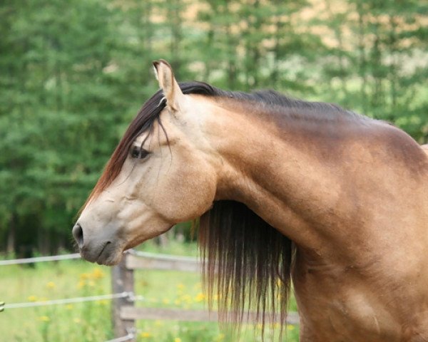 broodmare Filiberta (Pura Raza Espanola (PRE), 2009)