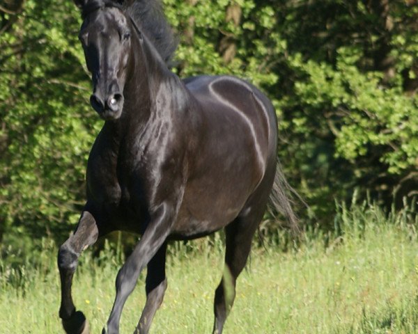 broodmare Destinada XXXVI (Pura Raza Espanola (PRE), 1995, from Llamado)