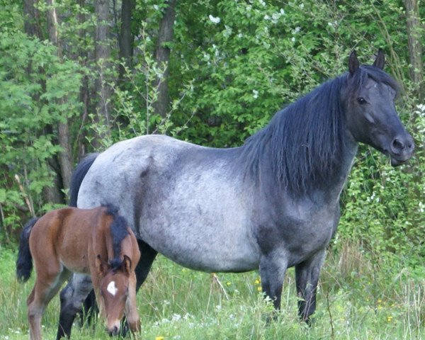 broodmare Cigna (Pura Raza Espanola (PRE), 1990)