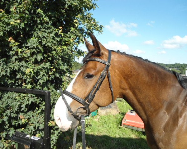 dressage horse Fritzi (Hanoverian, 2009)