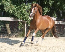 dressage horse Bella 556 (German Riding Pony, 1996, from Black Boy)