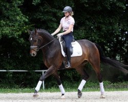 dressage horse Regalito de Corazón (Oldenburg, 2009, from Riccione)