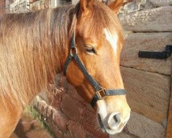 Pferd Sally (Quarter Horse, 2010)