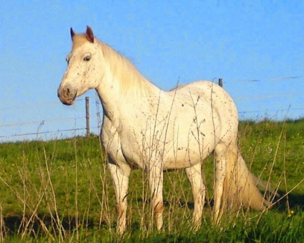 Zuchtstute Nicki (Appaloosa,  , von Nibelung San)