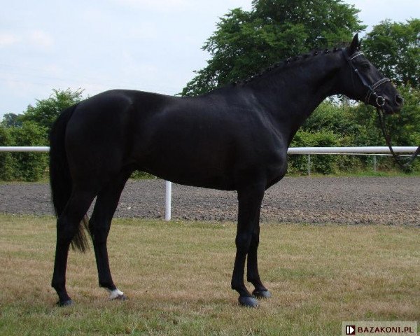 stallion Ajbek (Trakehner, 1997, from Agar)