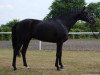 stallion Ajbek (Trakehner, 1997, from Agar)