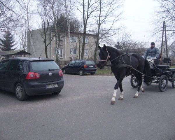 horse Karino (Polish Warmblood, 2012, from Kolibri)