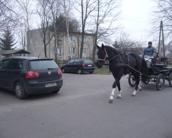 Pferd Karino (Polnisches Warmblut, 2012, von Kolibri)