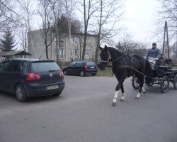 Pferd Karino (Polnisches Warmblut, 2012, von Kolibri 2705)