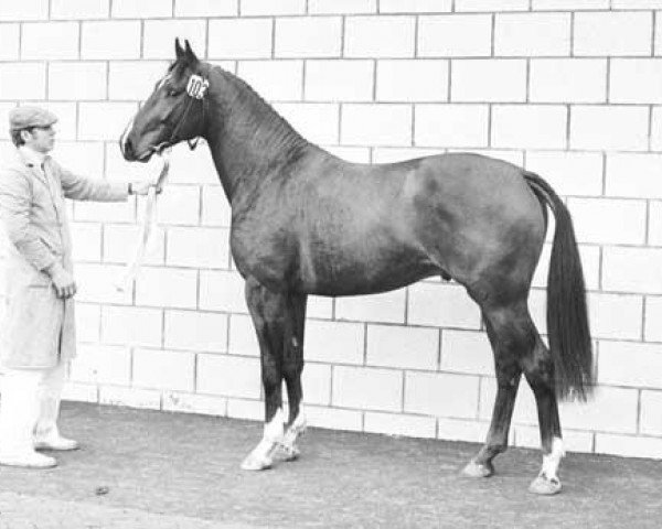 stallion Minstreel (KWPN (Royal Dutch Sporthorse), 1971, from Le Faquin xx)