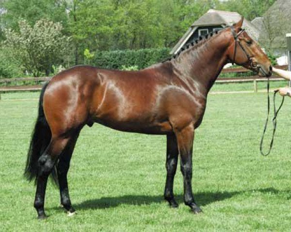 stallion Hitchcock (Royal Warmblood Studbook of the Netherlands (KWPN), 1989, from Amethist)