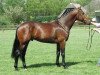 stallion Hitchcock (KWPN (Royal Dutch Sporthorse), 1989, from Amethist)