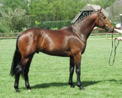 stallion Hitchcock (KWPN (Royal Dutch Sporthorse), 1989, from Amethist)