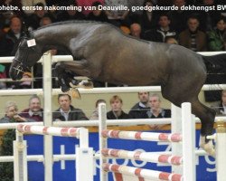 Springpferd Hephebe (Belgisches Warmblut, 2007, von Ephebe For Ever)