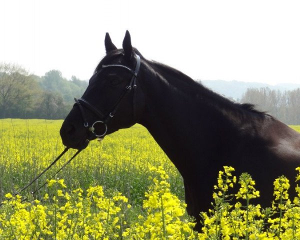 Springpferd Portofino P (Trakehner, 2007, von Ajbek)