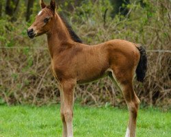 jumper Rudolfo Valentino (German Riding Pony,  , from Rudolfo)