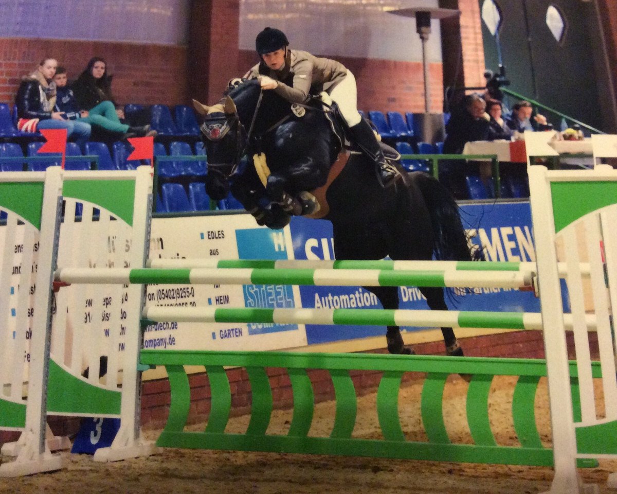 broodmare Second Luna (Oldenburg show jumper, 2008, from Singulord Joter)