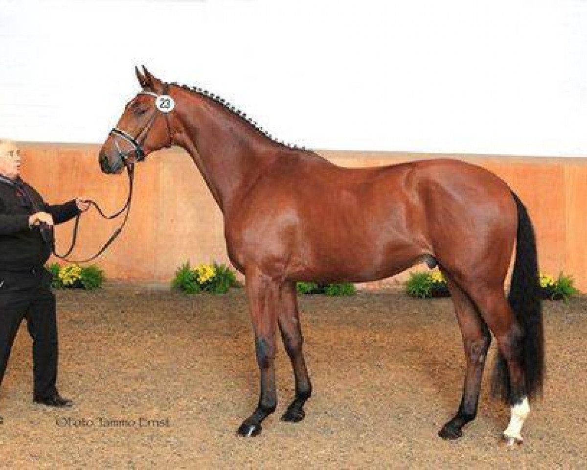 stallion Empire State (Trakehner, 2011, from Imperio 3)