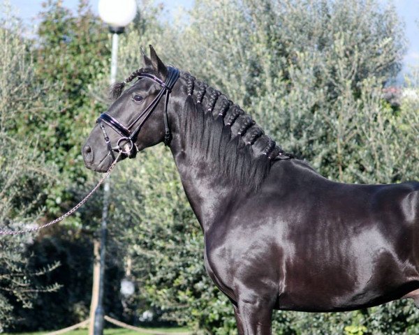 horse Gaseado (Lusitano, 2011)