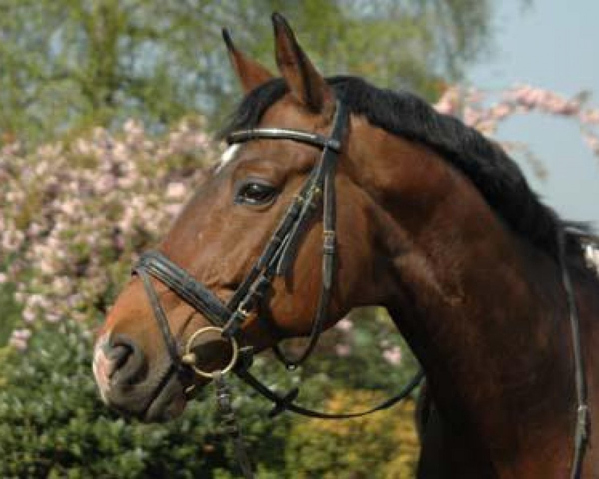 stallion Chateauneuf (Trakehner, 1998, from Sir Shostakovich xx)