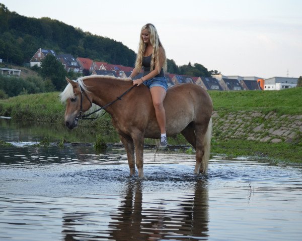 horse Estefania (Rufname Fenja) (Haflinger, 2002, from Albertus 112)